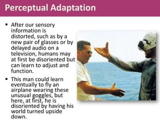 Perceptual Adaptation
 After our sensory
information is
distorted, such as by a
new pair of glasses or by
delayed audio on a
television, humans may
at first be disoriented but
can learn to adjust and
function.
 This man could learn
eventually to fly an
airplane wearing these
unusual goggles, but
here, at first, he is
disoriented by having his
world turned upside
down.
 