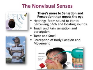 The Nonvisual Senses
There’s more to Sensation and
Perception than meets the eye
 Hearing: From sound to ear to
perceiving pitch and locating sounds.
 Touch and Pain sensation and
perception
 Taste and Smell
 Perception of Body Position and
Movement
 