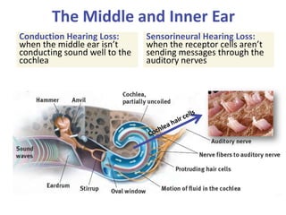 The Middle and Inner Ear
Conduction Hearing Loss:
when the middle ear isn’t
conducting sound well to the
cochlea
Sensorineural Hearing Loss:
when the receptor cells aren’t
sending messages through the
auditory nerves
 