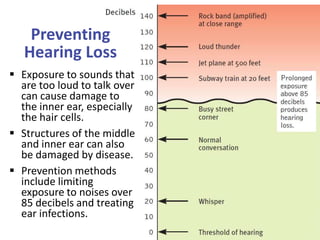 Preventing
Hearing Loss
 Exposure to sounds that
are too loud to talk over
can cause damage to
the inner ear, especially
the hair cells.
 Structures of the middle
and inner ear can also
be damaged by disease.
 Prevention methods
include limiting
exposure to noises over
85 decibels and treating
ear infections.
 