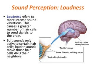  Loudness refers to
more intense sound
vibrations. This
causes a greater
number of hair cells
to send signals to
the brain.
 Soft sounds only
activate certain hair
cells; louder sounds
move those hair
cells AND their
neighbors.
Sound Perception: Loudness
 
