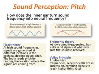 Sound Perception: Pitch
Frequency theory
At low sound frequencies, hair
cells send signals at whatever
rate the sound is received.
Place theory
At high sound frequencies,
signals are generated at
different locations in the
cochlea, depending on pitch.
The brain reads pitch by
reading the location where the
signals are coming from.
How does the inner ear turn sound
frequency into neural frequency?
Volley Principle
At ultra high
frequencies, receptor cells fire in
succession, combing signals to
reach higher firing rates.
 