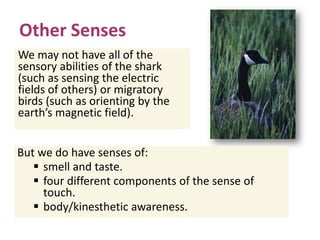 Other Senses
We may not have all of the
sensory abilities of the shark
(such as sensing the electric
fields of others) or migratory
birds (such as orienting by the
earth’s magnetic field).
But we do have senses of:
 smell and taste.
 four different components of the sense of
touch.
 body/kinesthetic awareness.
 