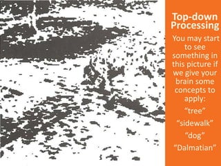 Top-down
Processing
You may start
to see
something in
this picture if
we give your
brain some
concepts to
apply:
“tree”
“sidewalk”
“dog”
“Dalmatian”
 