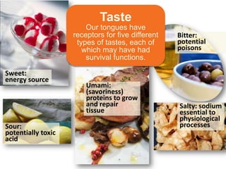 Sweet:
energy source
Sour:
potentially toxic
acid
Umami:
(savoriness)
proteins to grow
and repair
tissue
Salty: sodium
essential to
physiological
processes
Bitter:
potential
poisons
Taste
Our tongues have
receptors for five different
types of tastes, each of
which may have had
survival functions.
 