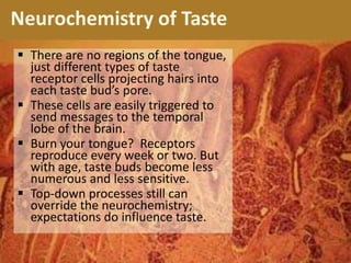 Neurochemistry of Taste
 There are no regions of the tongue,
just different types of taste
receptor cells projecting hairs into
each taste bud’s pore.
 These cells are easily triggered to
send messages to the temporal
lobe of the brain.
 Burn your tongue? Receptors
reproduce every week or two. But
with age, taste buds become less
numerous and less sensitive.
 Top-down processes still can
override the neurochemistry;
expectations do influence taste.
 