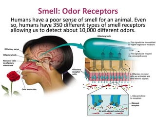 Smell: Odor Receptors
Humans have a poor sense of smell for an animal. Even
so, humans have 350 different types of smell receptors
allowing us to detect about 10,000 different odors.
 