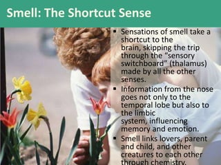Smell: The Shortcut Sense
 Sensations of smell take a
shortcut to the
brain, skipping the trip
through the “sensory
switchboard” (thalamus)
made by all the other
senses.
 Information from the nose
goes not only to the
temporal lobe but also to
the limbic
system, influencing
memory and emotion.
 Smell links lovers, parent
and child, and other
creatures to each other
 
