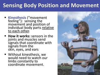 Sensing Body Position and Movement
 Kinesthesis (“movement
feeling”): sensing the
movement and position of
individual body parts relative
to each other.
 How it works: sensors in the
joints and muscles send
signals that coordinate with
signals from the
skin, eyes, and ears
 Without kinesthesis, we
would need to watch our
limbs constantly to
coordinate movement.
 