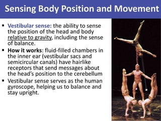 Sensing Body Position and Movement
 Vestibular sense: the ability to sense
the position of the head and body
relative to gravity, including the sense
of balance.
 How it works: fluid-filled chambers in
the inner ear (vestibular sacs and
semicircular canals) have hairlike
receptors that send messages about
the head’s position to the cerebellum
 Vestibular sense serves as the human
gyroscope, helping us to balance and
stay upright.
 