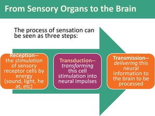 From Sensory Organs to the Brain
The process of sensation can
be seen as three steps:
Reception--
the stimulation
of sensory
receptor cells by
energy
(sound, light, he
at, etc)
Transduction--
transforming
this cell
stimulation into
neural impulses
Transmission--
delivering this
neural
information to
the brain to be
processed
 