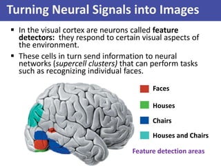 Turning Neural Signals into Images
 In the visual cortex are neurons called feature
detectors: they respond to certain vi...