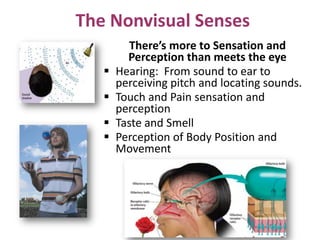 The Nonvisual Senses
There’s more to Sensation and
Perception than meets the eye
 Hearing: From sound to ear to
perceivin...