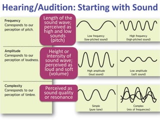 Hearing/Audition: Starting with Sound
Height or
intensity of
sound wave;
perceived as
loud and soft
(volume)
Perceived as
...