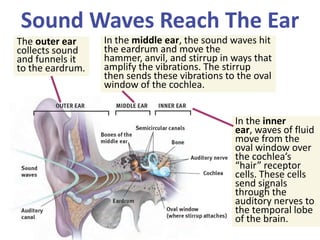 Sound Waves Reach The Ear
The outer ear
collects sound
and funnels it
to the eardrum.
In the middle ear, the sound waves h...