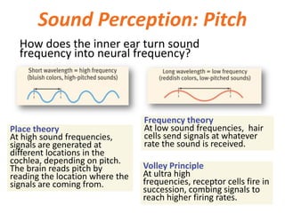 Sound Perception: Pitch
Frequency theory
At low sound frequencies, hair
cells send signals at whatever
rate the sound is r...