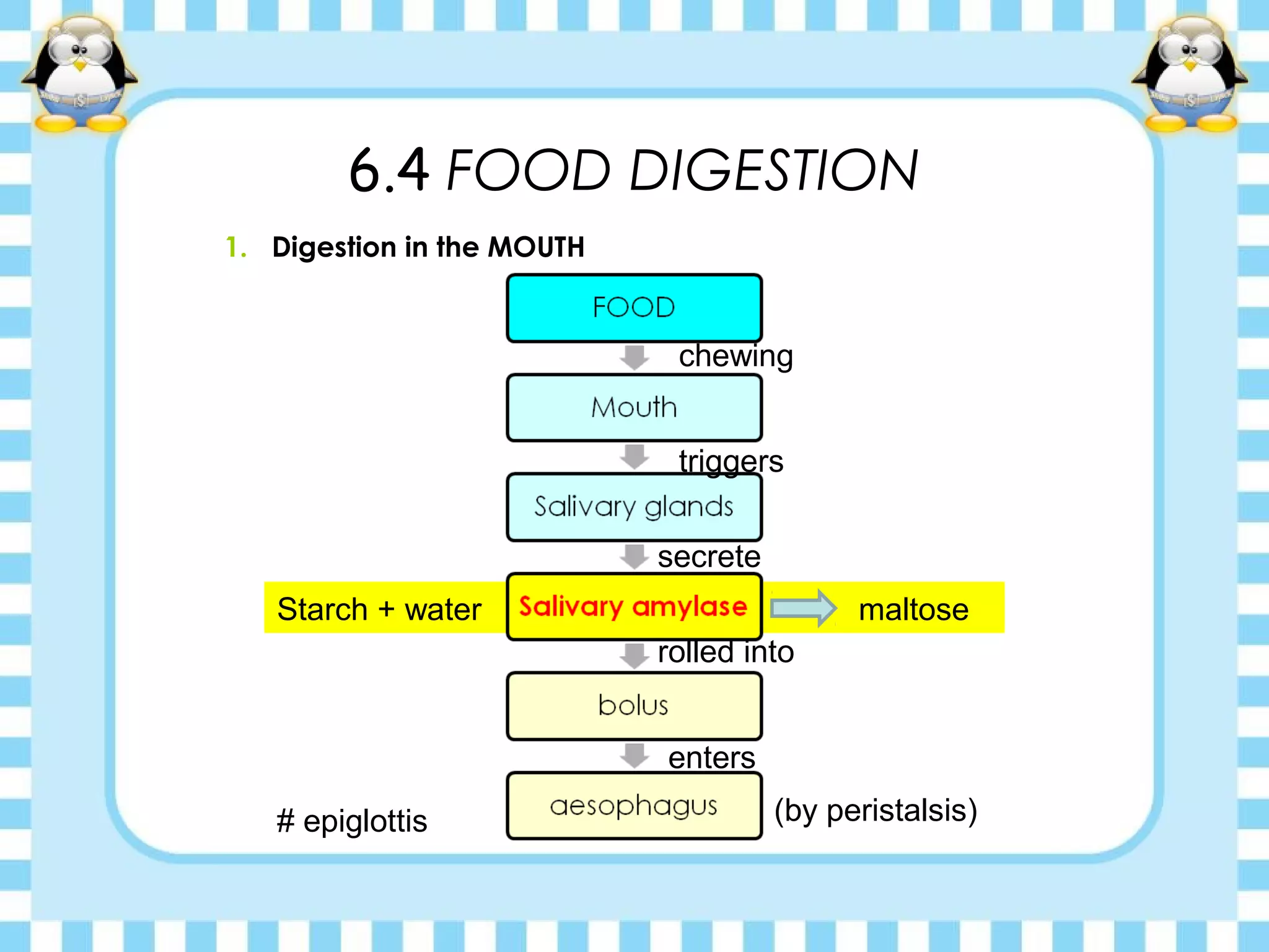 Starch + water
6.4 FOOD DIGESTION
1. Digestion in the MOUTH
maltose
secrete
chewing
triggers
rolled into
enters
(by peristalsis)# epiglottis
 