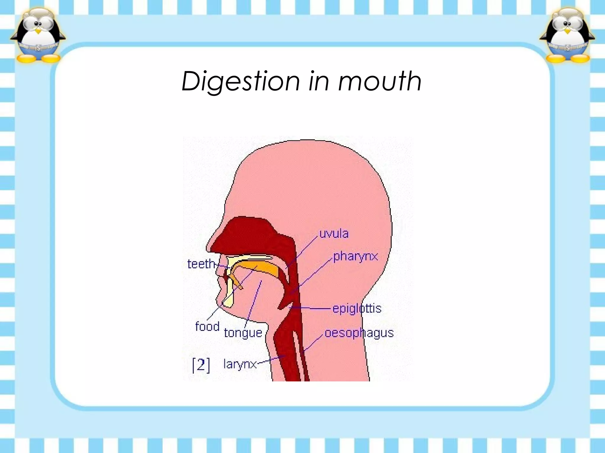 Digestion in mouth
 