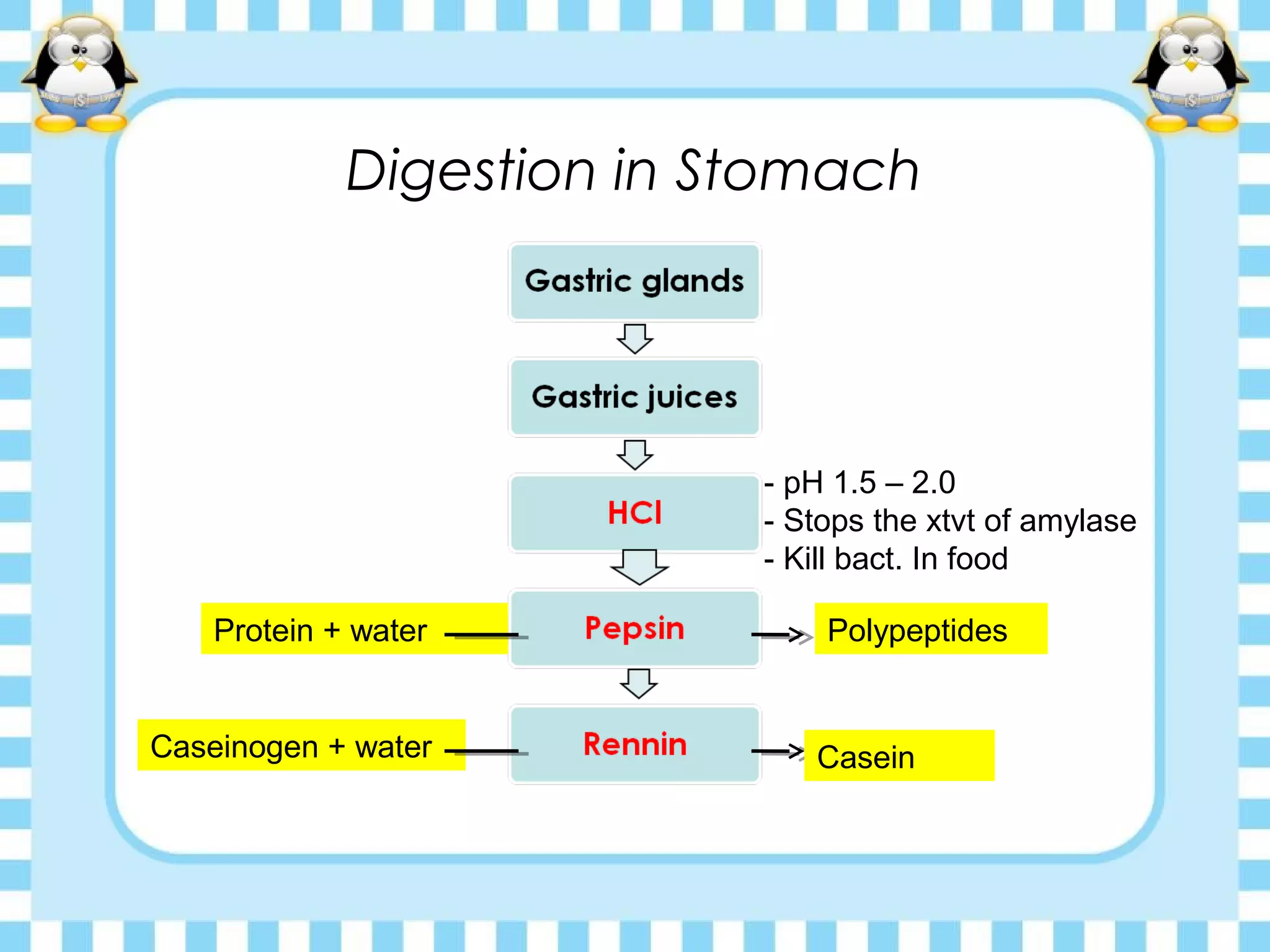 Digestion in Stomach
- pH 1.5 – 2.0
- Stops the xtvt of amylase
- Kill bact. In food
Protein + water Polypeptides
Caseinogen + water Casein
 