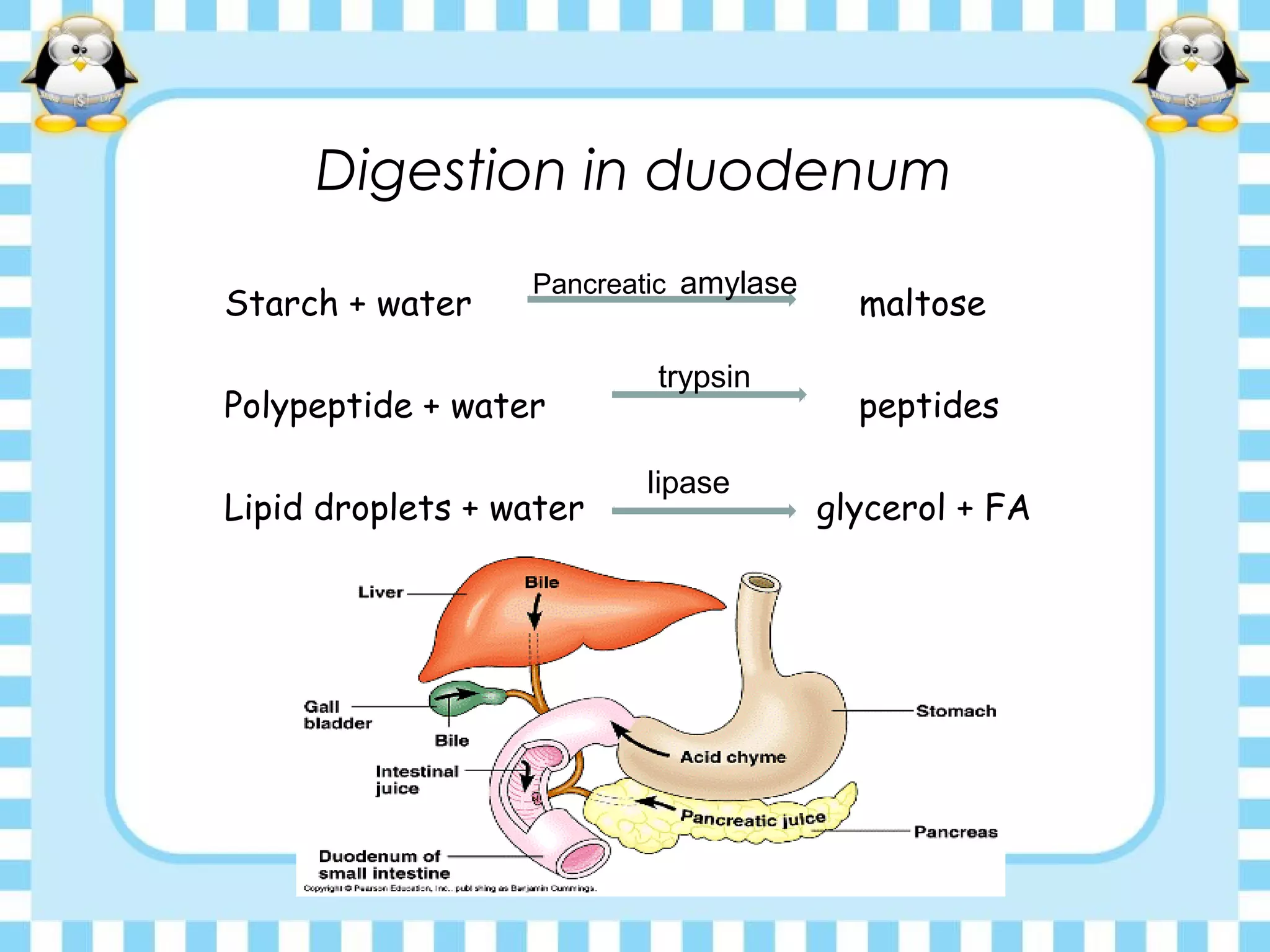 Digestion in duodenum
Starch + water maltose
Polypeptide + water peptides
Lipid droplets + water glycerol + FA
Pancreatic amylase
trypsin
lipase
 