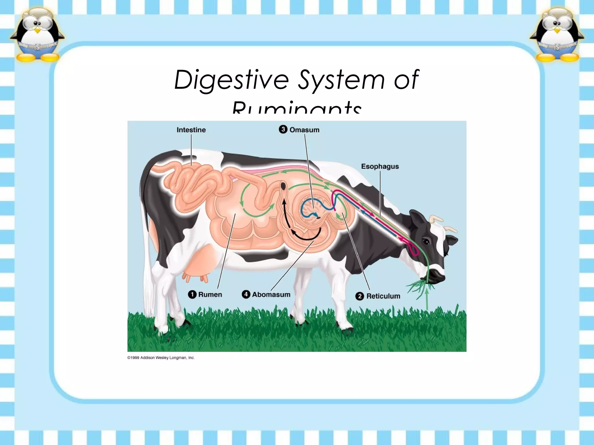 Digestive System of
Ruminants
 