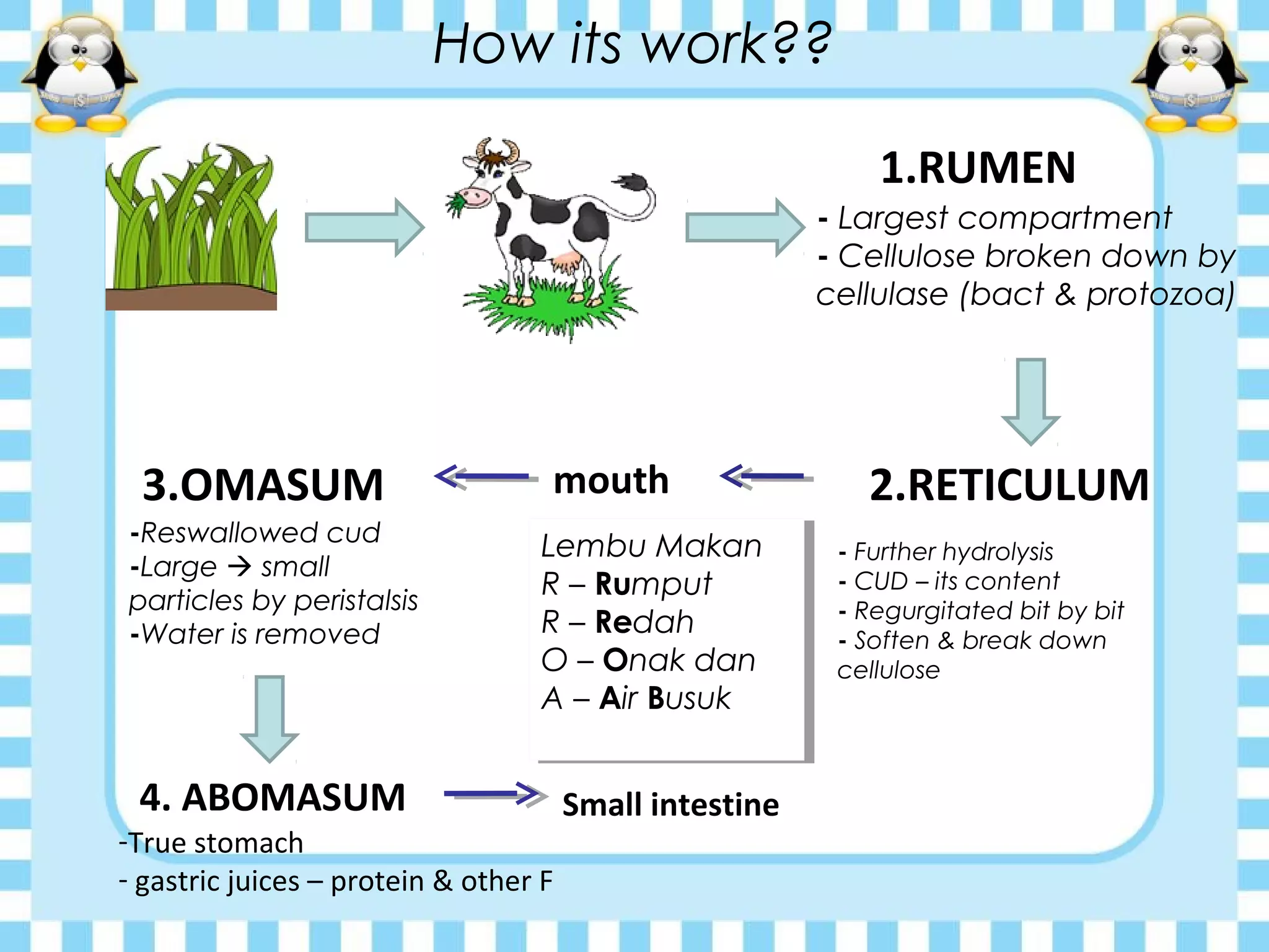 How its work??
1.RUMEN
- Largest compartment
- Cellulose broken down by
cellulase (bact & protozoa)
2.RETICULUM
- Further hydrolysis
- CUD – its content
- Regurgitated bit by bit
- Soften & break down
cellulose
mouth3.OMASUM
-Reswallowed cud
-Large  small
particles by peristalsis
-Water is removed
4. ABOMASUM
-True stomach
- gastric juices – protein & other F
Small intestine
Lembu Makan
R – Rumput
R – Redah
O – Onak dan
A – Air Busuk
Lembu Makan
R – Rumput
R – Redah
O – Onak dan
A – Air Busuk
 