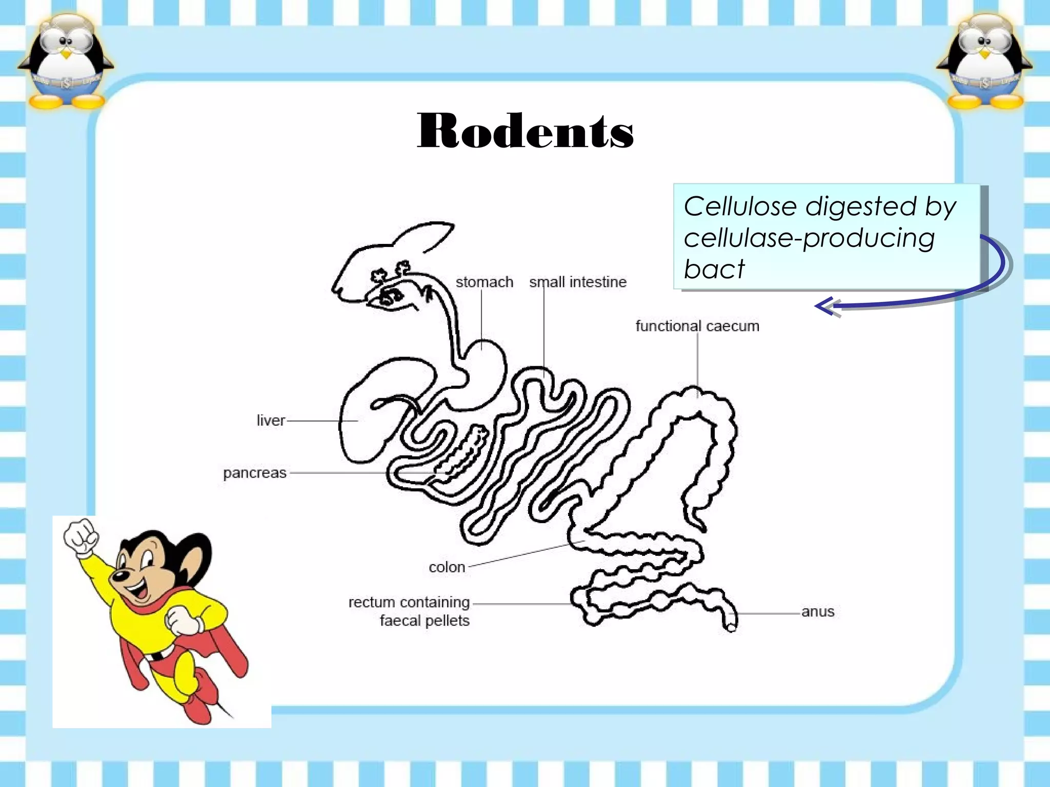 Rodents
Cellulose digested by
cellulase-producing
bact
Cellulose digested by
cellulase-producing
bact
 