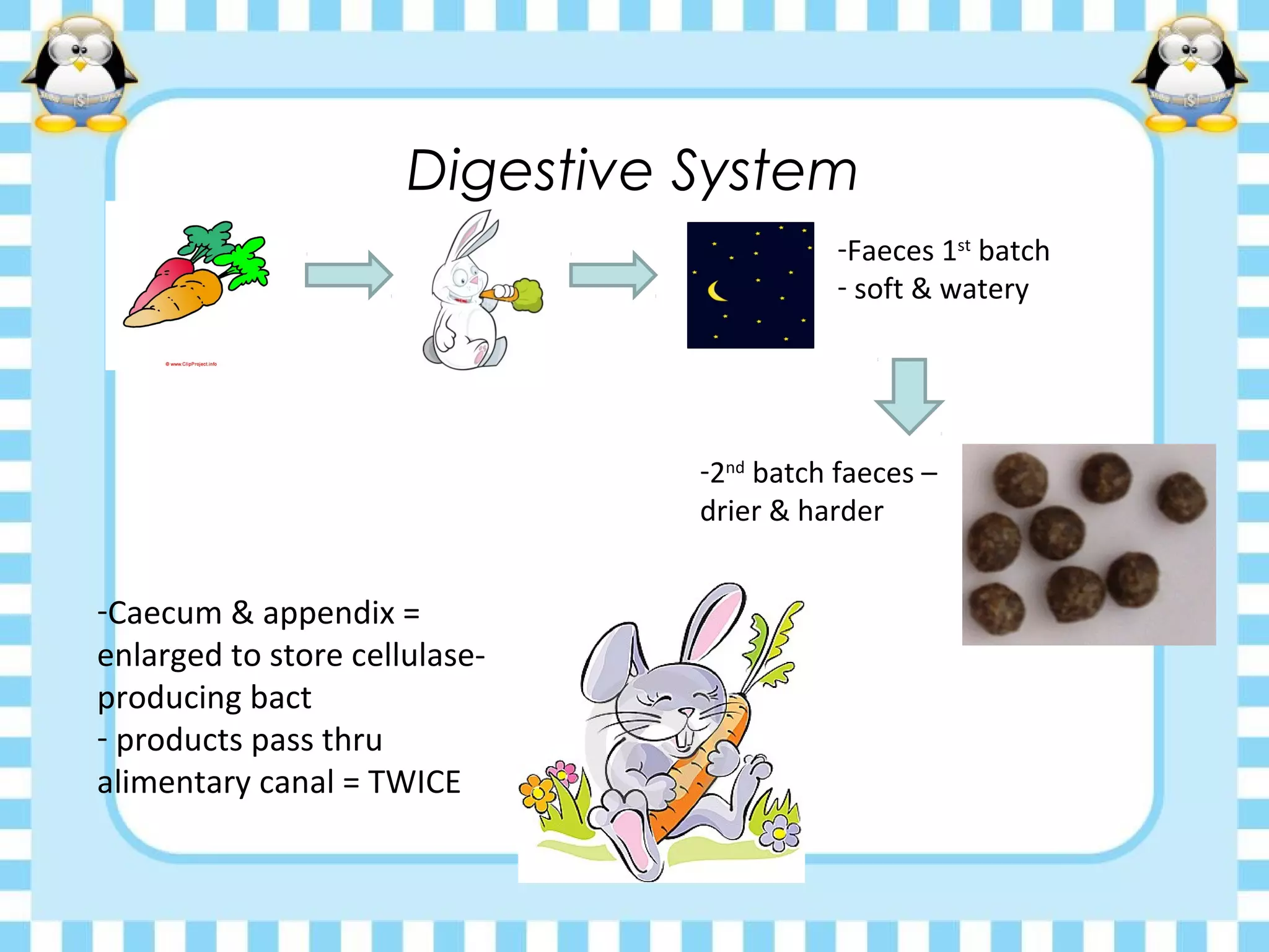 Digestive System
-Faeces 1st
batch
- soft & watery
-2nd
batch faeces –
drier & harder
-Caecum & appendix =
enlarged to store cellulase-
producing bact
- products pass thru
alimentary canal = TWICE
 