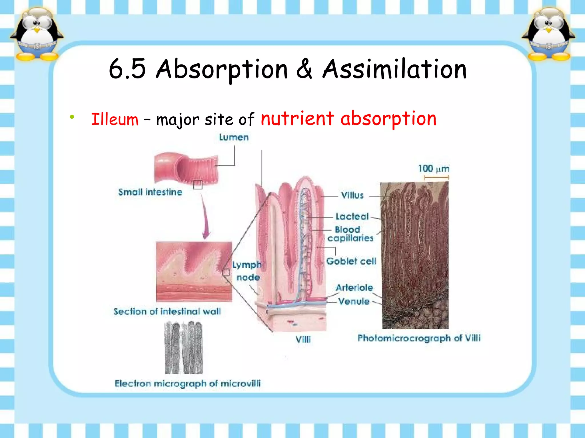 6.5 Absorption & Assimilation
• Illeum – major site of nutrient absorption
 
