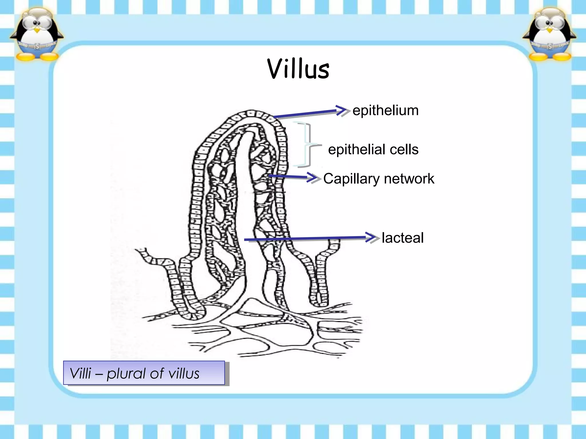 Villus
epithelium
lacteal
Capillary network
epithelial cells
Villi – plural of villusVilli – plural of villus
 
