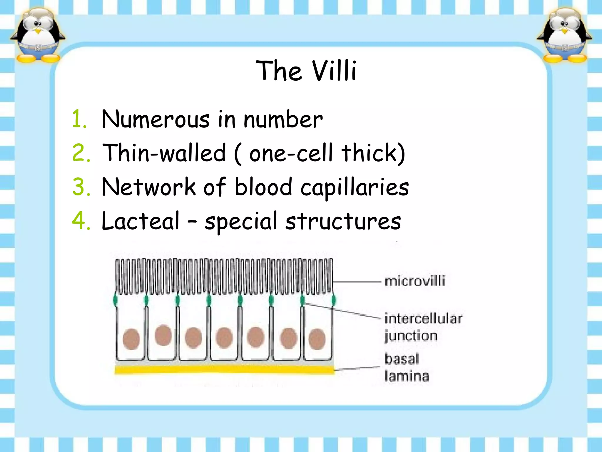 The Villi
1. Numerous in number
2. Thin-walled ( one-cell thick)
3. Network of blood capillaries
4. Lacteal – special structures
 