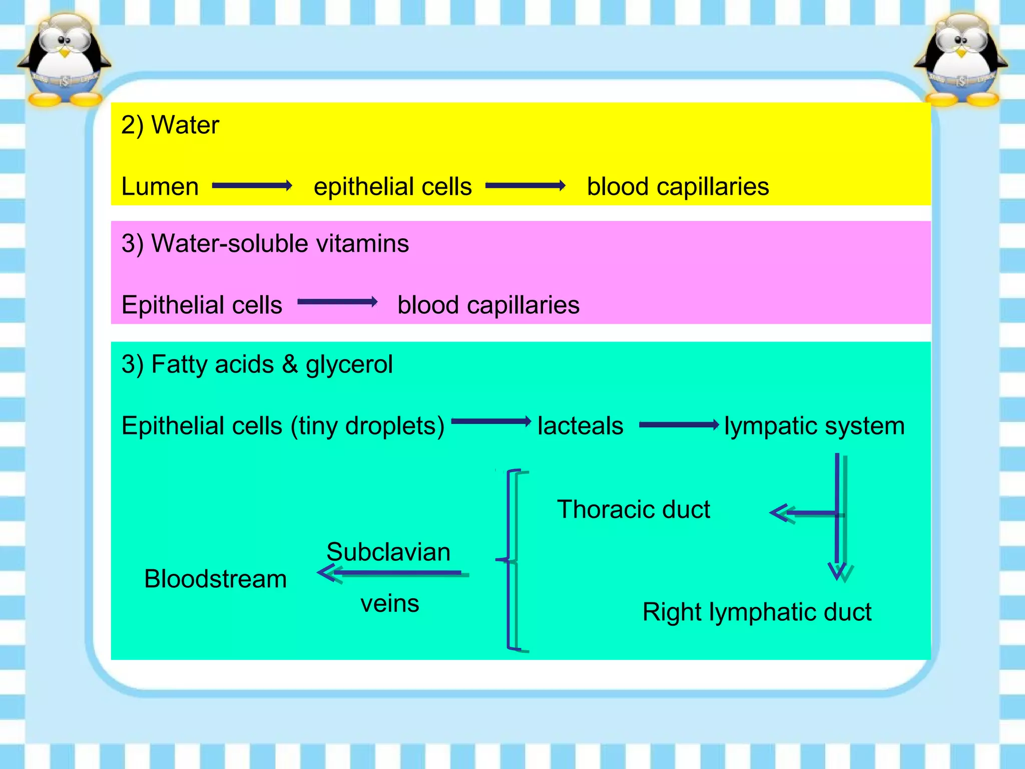 2) Water
Lumen epithelial cells blood capillaries
3) Water-soluble vitamins
Epithelial cells blood capillaries
3) Fatty acids & glycerol
Epithelial cells (tiny droplets) lacteals lympatic system
Right lymphatic duct
Thoracic duct
Bloodstream
Subclavian
veins
 