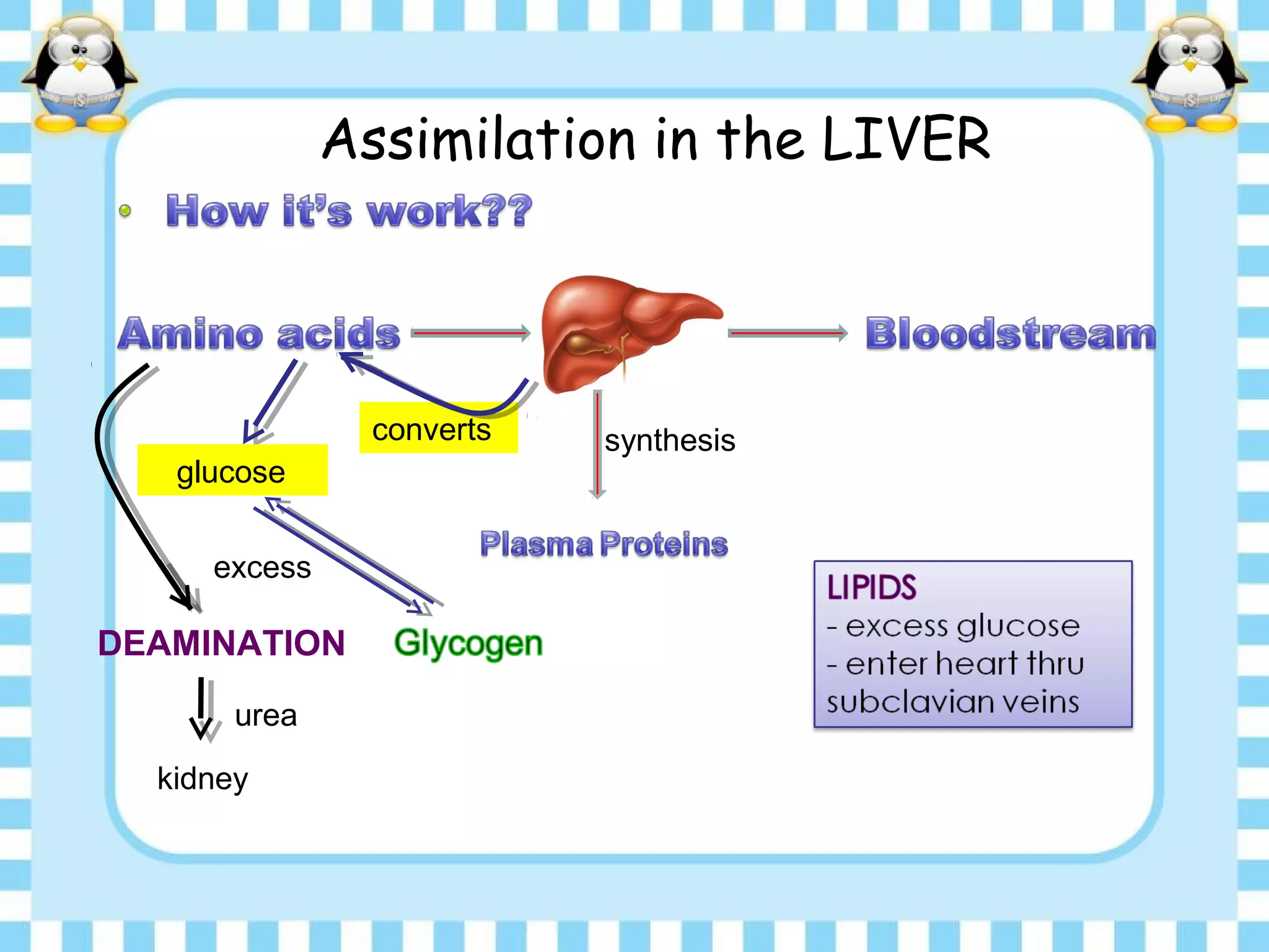 Assimilation in the LIVER
synthesisconverts
glucose
excess
DEAMINATION
urea
kidney
 