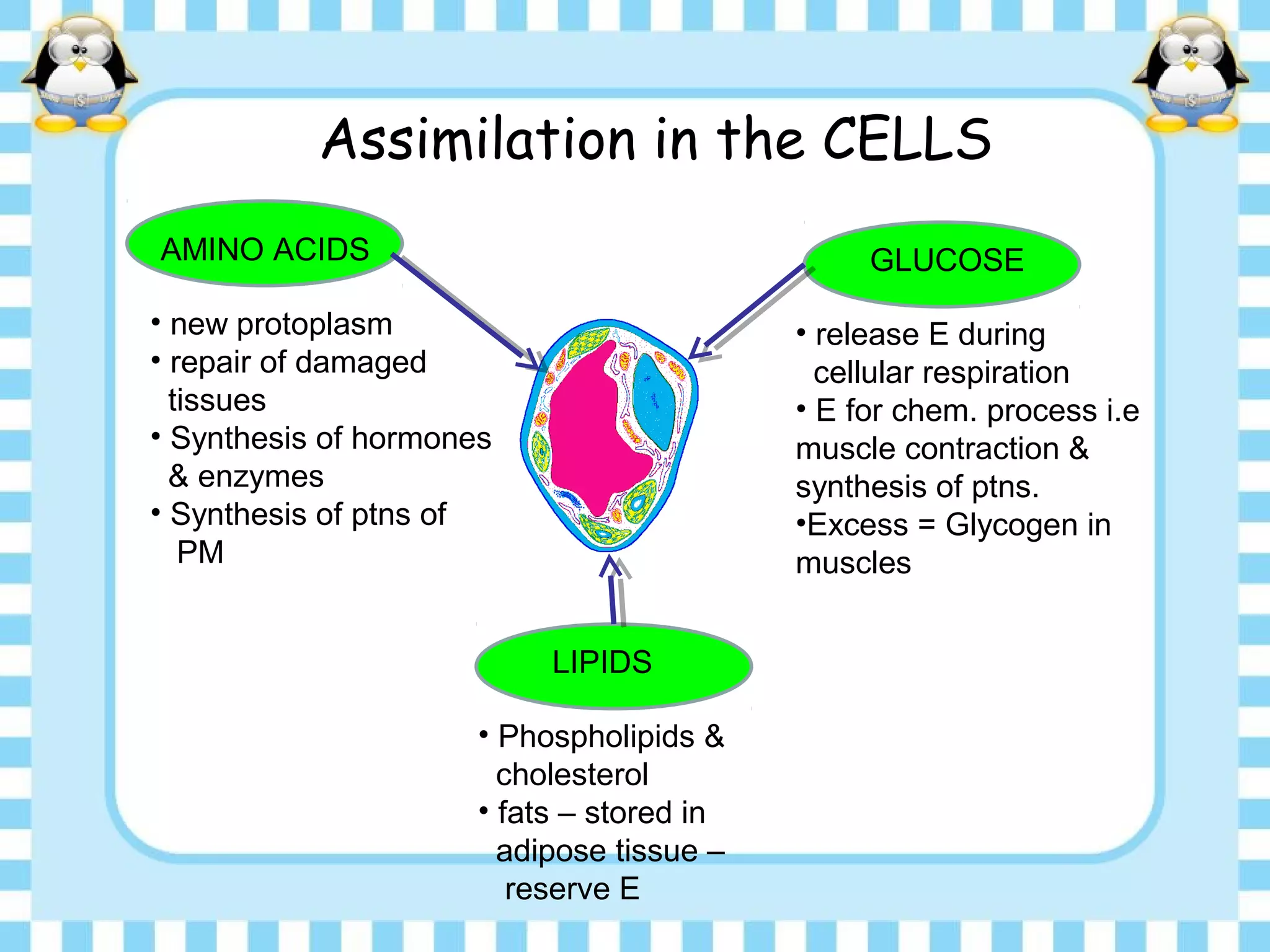 Assimilation in the CELLS
AMINO ACIDS GLUCOSE
AMINO ACIDSLIPIDS
• new protoplasm
• repair of damaged
tissues
• Synthesis of hormones
& enzymes
• Synthesis of ptns of
PM
• Phospholipids &
cholesterol
• fats – stored in
adipose tissue –
reserve E
• release E during
cellular respiration
• E for chem. process i.e
muscle contraction &
synthesis of ptns.
•Excess = Glycogen in
muscles
 