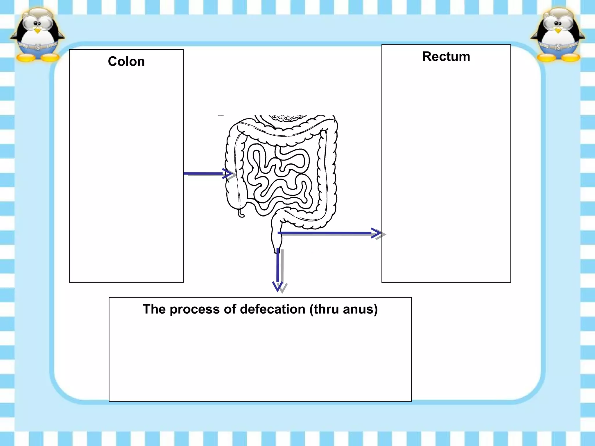 Rectum
The process of defecation (thru anus)
Colon
 