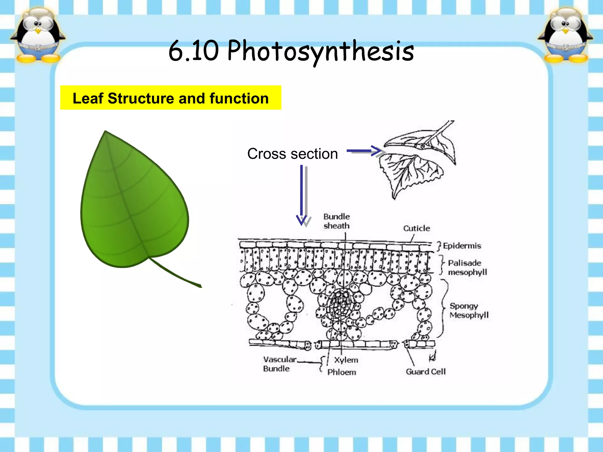 6.10 Photosynthesis
Leaf Structure and function
Cross section
 