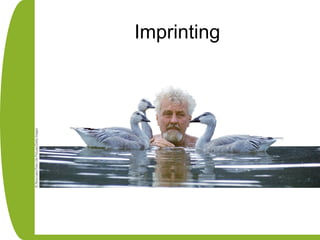 Imprinting
 