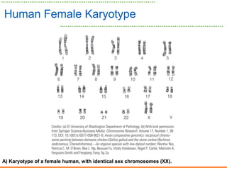 Human Female Karyotype
A) Karyotype of a female human, with identical sex chromosomes (XX).
 