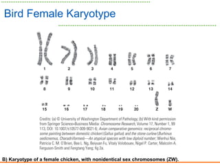 Bird Female Karyotype
B) Karyotype of a female chicken, with nonidentical sex chromosomes (ZW).
 