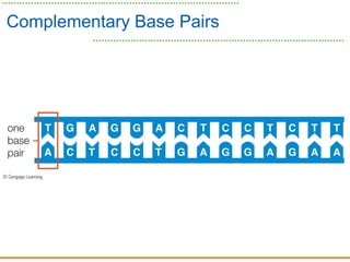 Complementary Base Pairs
 