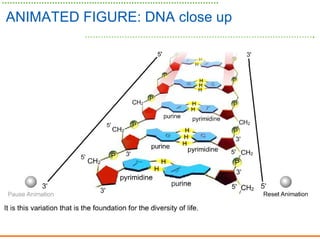 ANIMATED FIGURE: DNA close up
 