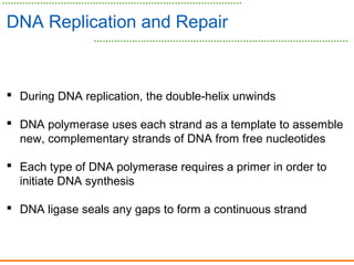 DNA Replication and Repair
 During DNA replication, the double-helix unwinds
 DNA polymerase uses each strand as a template to assemble
new, complementary strands of DNA from free nucleotides
 Each type of DNA polymerase requires a primer in order to
initiate DNA synthesis
 DNA ligase seals any gaps to form a continuous strand
 