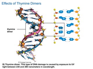 thymine
dimer
B) Thymine dimer. This type of DNA damage is caused by exposure to UV
light between 230 and 380 nanometers in wavelength.
Effects of Thymine Dimers
 