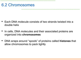 6.2 Chromosomes
 Each DNA molecule consists of two strands twisted into a
double helix
 In cells, DNA molecules and their associated proteins are
organized into chromosomes
 DNA wraps around “spools” of proteins called histones that
allow chromosomes to pack tightly
 