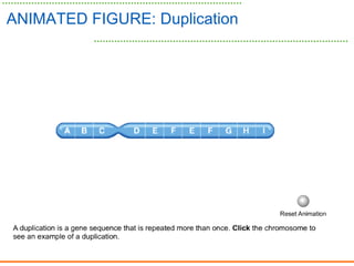 ANIMATED FIGURE: Duplication
 