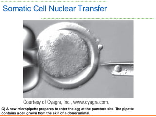 C) A new micropipette prepares to enter the egg at the puncture site. The pipette
contains a cell grown from the skin of a donor animal.
Somatic Cell Nuclear Transfer
 