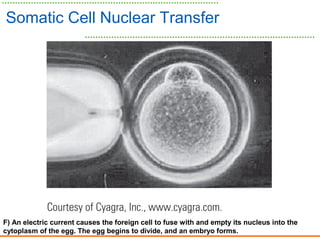 F) An electric current causes the foreign cell to fuse with and empty its nucleus into the
cytoplasm of the egg. The egg begins to divide, and an embryo forms.
Somatic Cell Nuclear Transfer
 