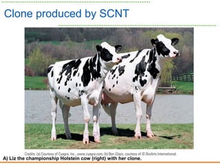 Clone produced by SCNT
A) Liz the championship Holstein cow (right) with her clone.
 