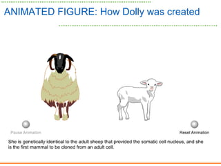 ANIMATED FIGURE: How Dolly was created
 