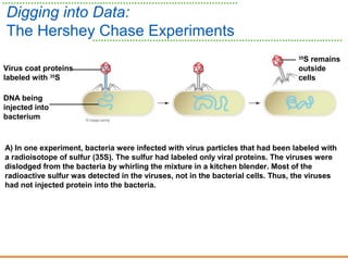 Digging into Data:
The Hershey Chase Experiments
Virus coat proteins
labeled with 35
S
35
S remains
outside
cells
DNA being
injected into
bacterium
A) In one experiment, bacteria were infected with virus particles that had been labeled with
a radioisotope of sulfur (35S). The sulfur had labeled only viral proteins. The viruses were
dislodged from the bacteria by whirling the mixture in a kitchen blender. Most of the
radioactive sulfur was detected in the viruses, not in the bacterial cells. Thus, the viruses
had not injected protein into the bacteria.
 